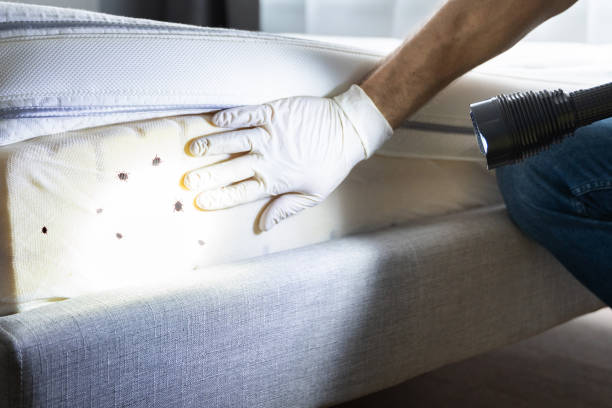 Best Pest Removal Services  in Bling, AR
